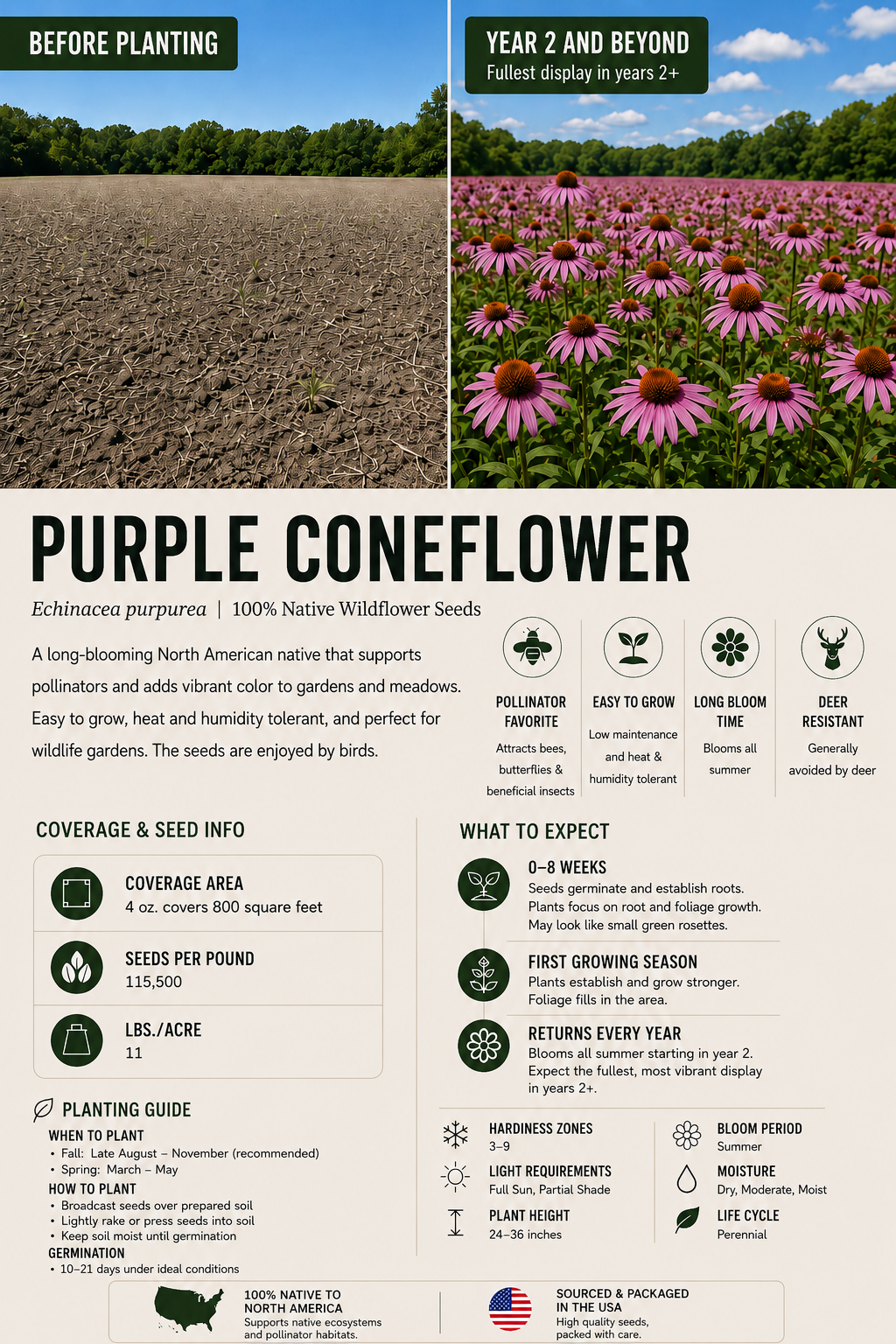 Purple Coneflower planting and species guide